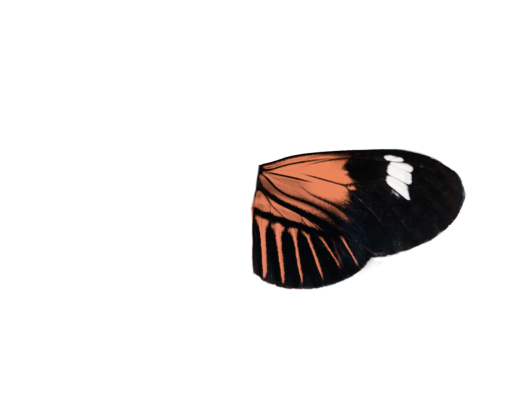 primer plano png insecto mariposa superposición animal naturaleza