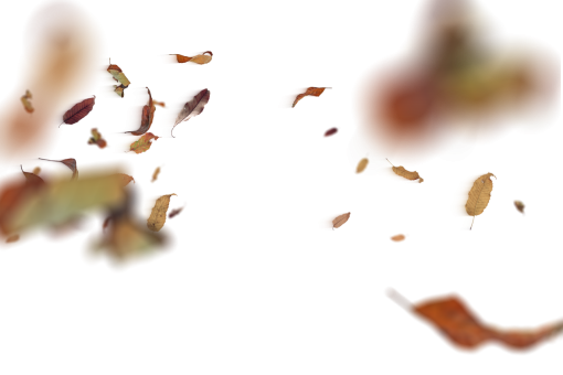 vetorial ilustração vetorial de design png sobreposição de fundos de folhas de outono