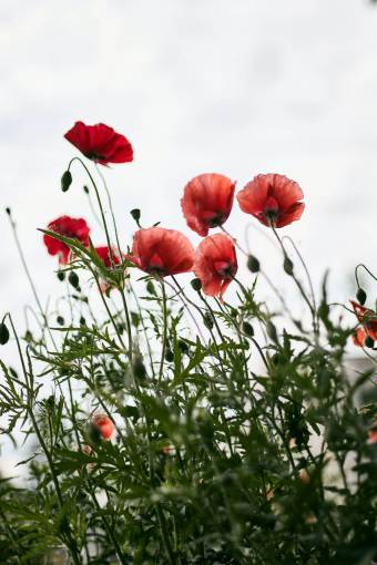 spring Field of poppies