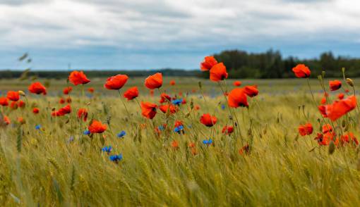 spring Field of poppies