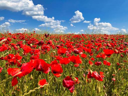 spring Field of poppies