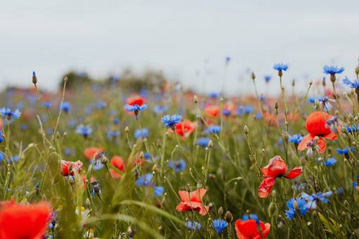 spring Field of poppies
