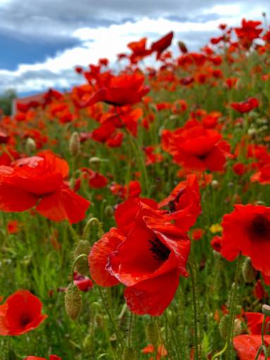 spring Field of poppies