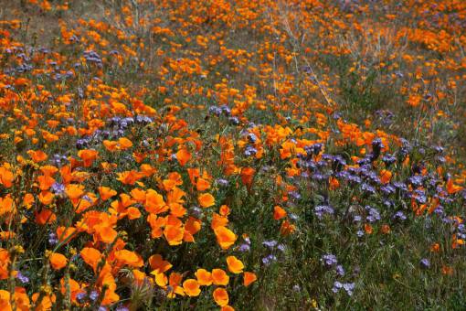 spring Field of poppies