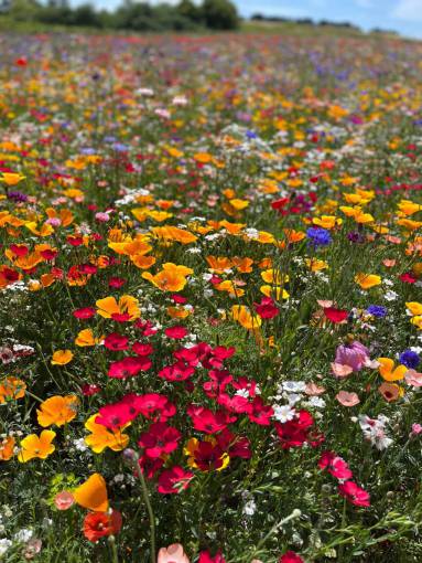 spring Field of poppies
