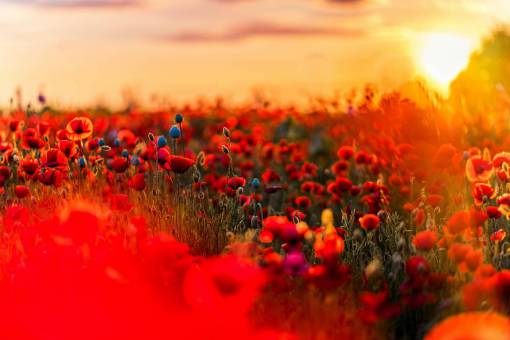 spring Field of poppies