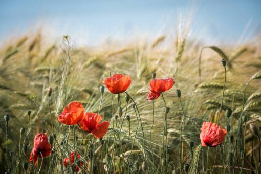 spring Field of poppies