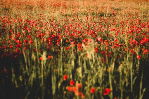 spring Field of poppies