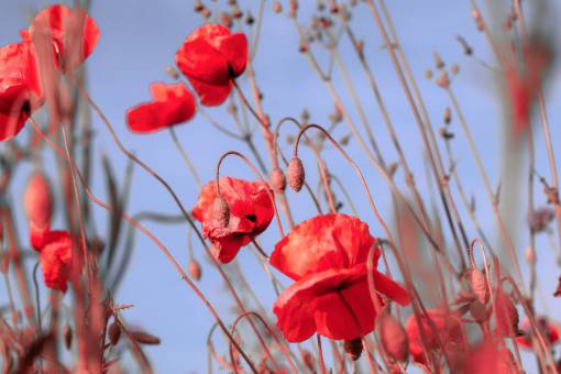 spring Field of poppies