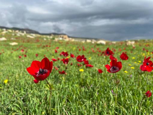 spring Field of poppies