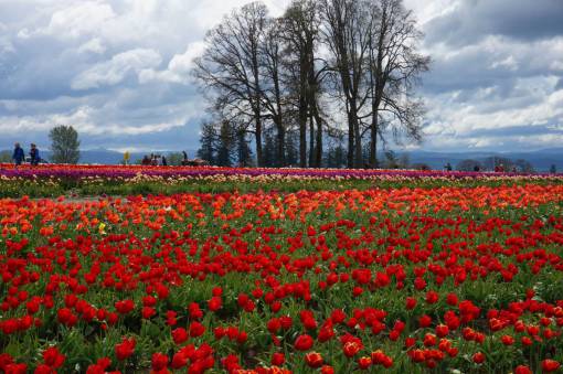 spring Field of poppies