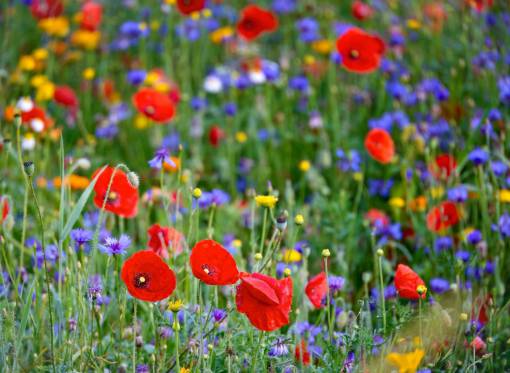spring Field of poppies