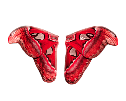  illustration png Butterfly overlay animal design vector