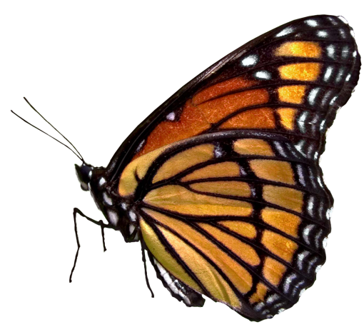  insect animal butterfly png Butterfly nature overlay