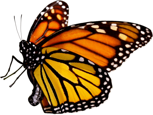 fragile  insect animal png butterfly Butterfly nature overlay