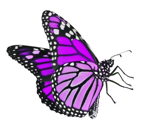  insect animal png Butterfly butterfly overlay nature