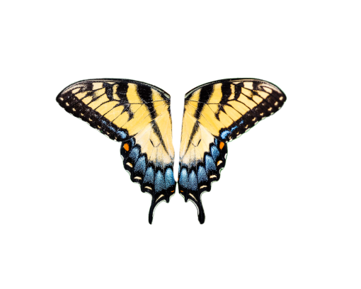  insect Butterfly butterfly animal nature png overlay
