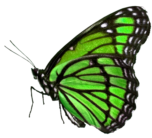 16  insect butterfly overlay nature animal png Butterfly