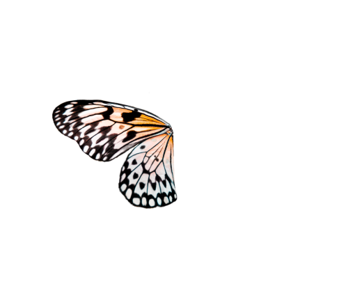 insecto mariposa png animal Mariposa superposición naturaleza