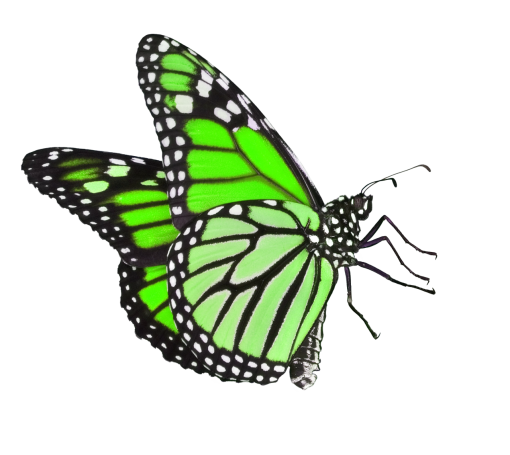 collect  insect nature overlay Butterfly animal butterfly png