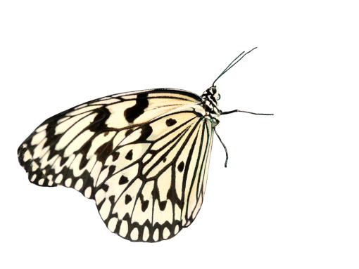  insect nature png butterfly Butterfly animal overlay