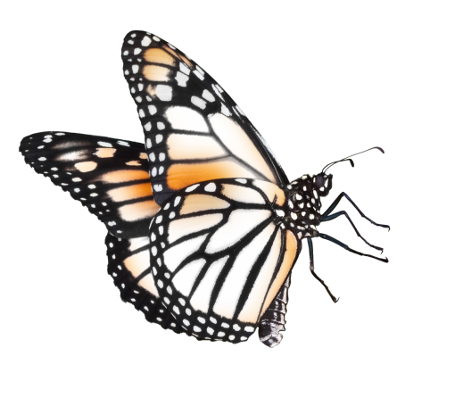  insect nature png Butterfly overlay animal butterfly