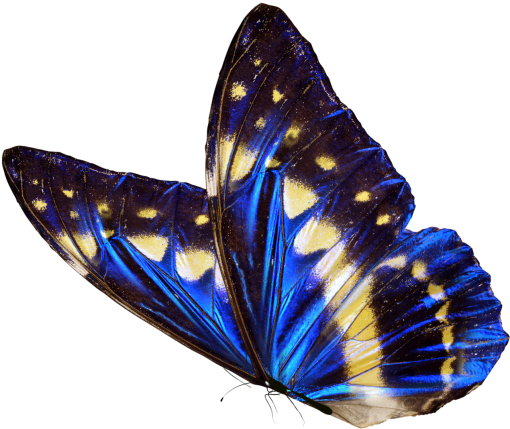  insect nature png overlay animal Butterfly multi colored
