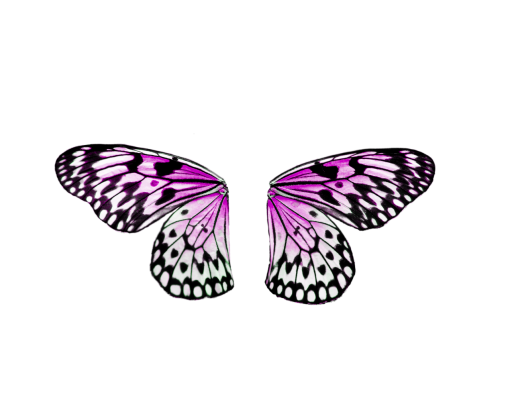 collect  insect overlay animal nature Butterfly butterfly png