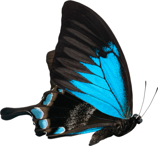 90s  insect overlay Butterfly nature png animal butterfly