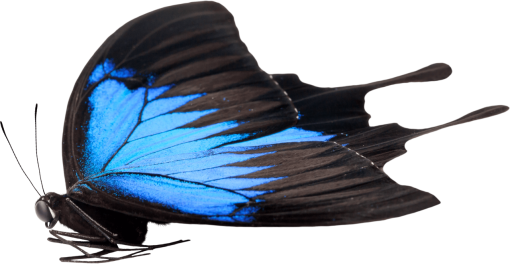  insect overlay Butterfly nature png close-up animal