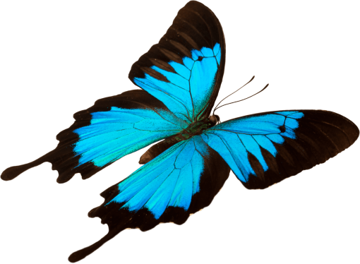  insect png butterfly nature animal overlay Butterfly