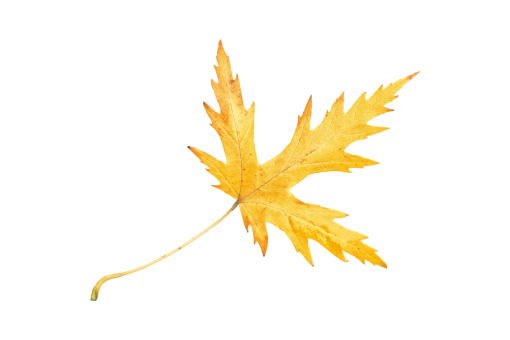  leaf autumn backgrounds png Autumn Leaves overlay illustration