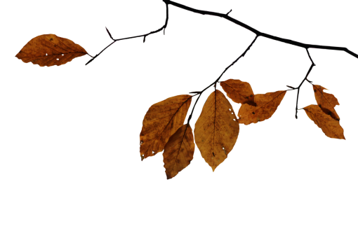  leaf Autumn Leaves illustration backgrounds autumn png overlay