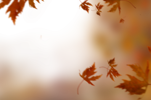 october  leaf nature autumn overlay yellow png Autumn Leaves