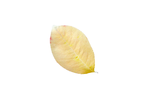  leaf overlay png backgrounds Autumn Leaves nature autumn