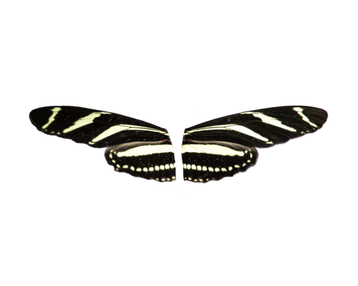  multi colored animal nature png insect Butterfly overlay