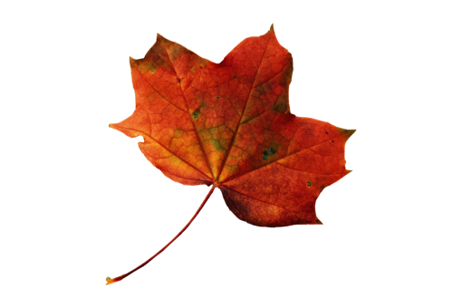 🥇 Image of Autumn Leaves autumn backgrounds png overlay pattern leaf ...