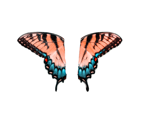  multi colored butterfly insect png Butterfly overlay animal
