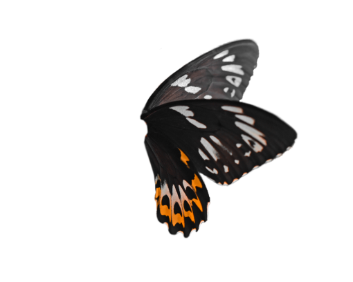  nature animal Butterfly insect png butterfly overlay