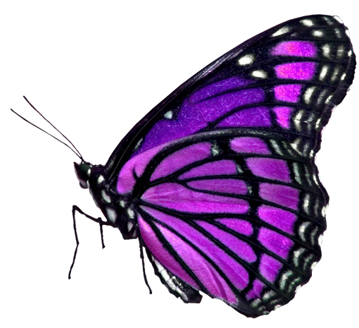 🥇 Image of butterfly png Butterfly nature overlay animal insect - 【FREE ...