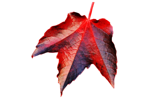  nature backgrounds overlay autumn Autumn Leaves png leaf