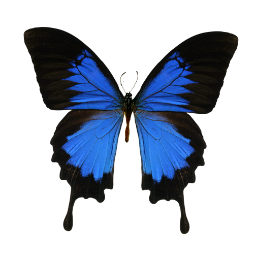 7  nature Butterfly animal overlay butterfly png insect