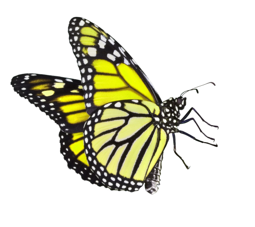 lepidoptera  nature butterfly insect png animal overlay Butterfly