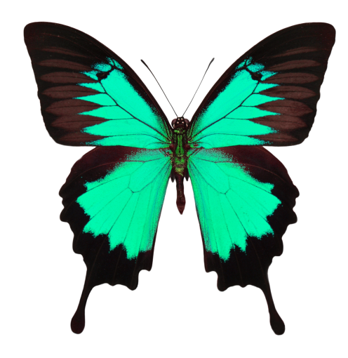 naturaleza mariposa multicolor animal insecto superposición png