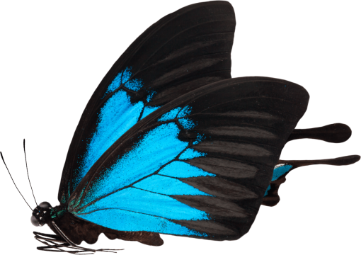 fragile  nature butterfly overlay Butterfly animal insect png