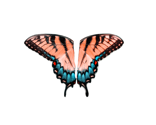 50s  nature butterfly png insect overlay Butterfly animal