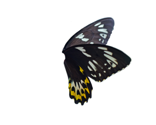 5  nature butterfly png overlay animal Butterfly insect