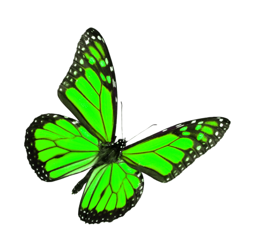 collect  nature flying overlay animal collection Butterfly png