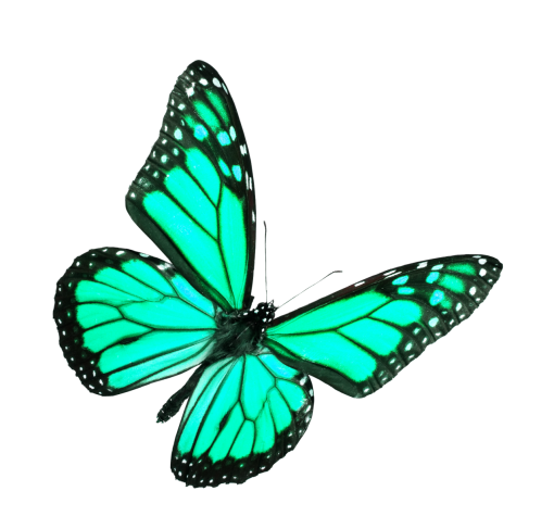 collect  nature insect png overlay animal Butterfly flying
