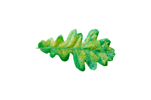  nature overlay green color Autumn Leaves plant png leaf